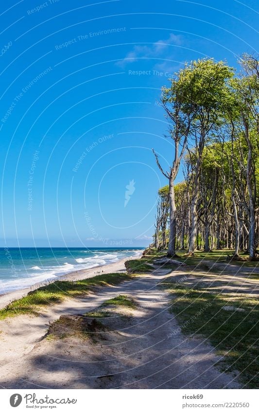 Coastal forest on the Baltic Sea coast near Nienhagen Relaxation Vacation & Travel Tourism Beach Ocean Nature Landscape Water Tree Forest Lanes & trails Blue