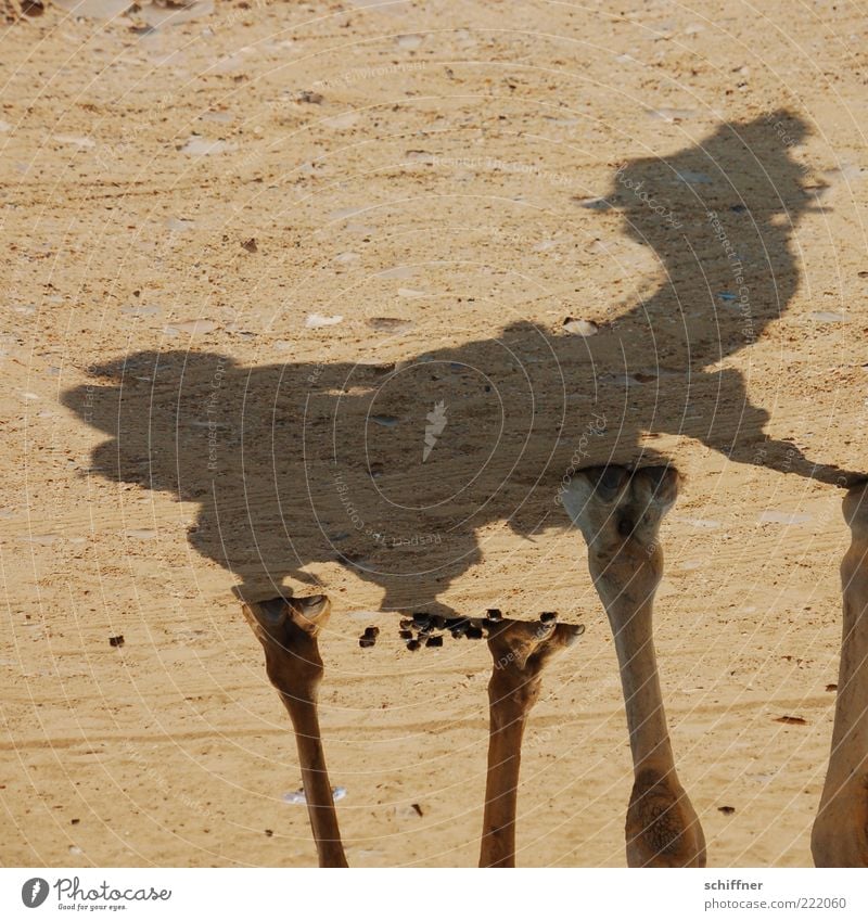 Don't you dare sit down! Animal Farm animal 1 Stand Wait Camel Dromedary Camel driver Legs Hoof Shadow index Animal foot Manure Feces Sand Desert Egypt