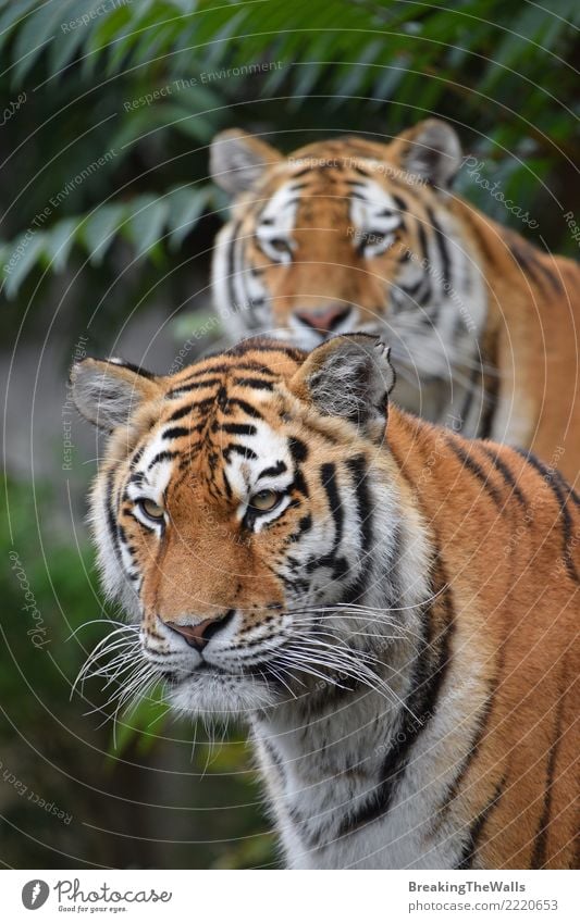 Couple of Amur tigers looking into camera Nature Animal Wild animal Animal face Zoo Tiger Siberian tiger Cat Wild cat Big cat panthera tigris Mammal Carnivore