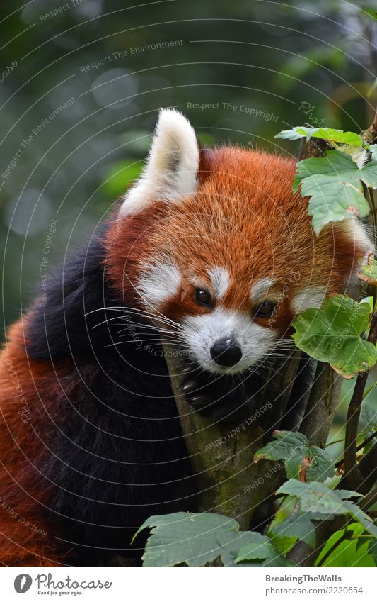 Close up portrait of red panda on tree Animal Wild animal Zoo Panda firefox lesser panda Mammal 1 Brown Orange Red Tree Cute Colour photo Exterior shot Close-up