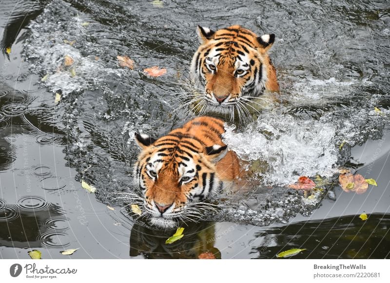 Close up of two tigers swimming in water Nature Water Lake River Animal Wild animal Animal face Zoo Cat Carnivore Mammal Tiger Amur tiger Big cat Wild cat 2