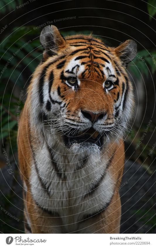 Close up portrait of Amur (Siberian) tiger in forest, looking at