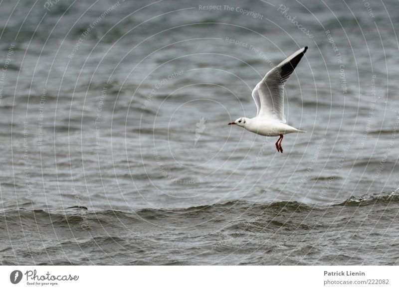 bird flew by Environment Nature Animal Elements Water Waves Baltic Sea Ocean Wild animal Wing 1 Observe Flying Looking Esthetic Elegant Beautiful Wet Speed