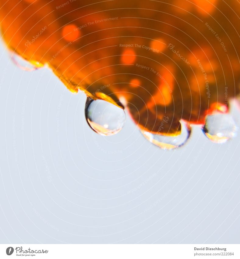 Heaven in tears Nature Plant Water Drops of water Leaf Gold White Orange Dew Round Natural Hang Dripping Wet Colour photo Exterior shot Close-up Detail