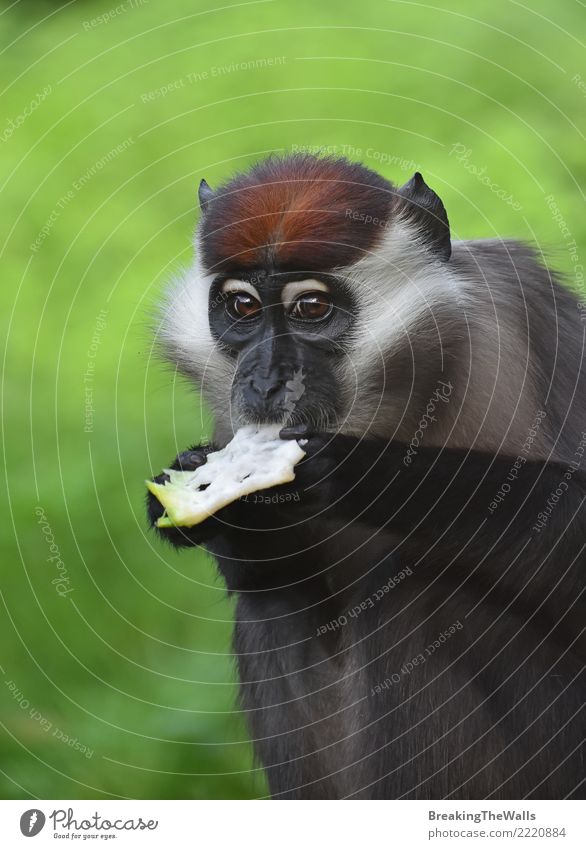 Close up portrait of collared mangabey monkey eating Animal Wild animal Animal face Zoo primate Monkeys Cercocebus torquatus red-capped mangabey Mammal 1 Green