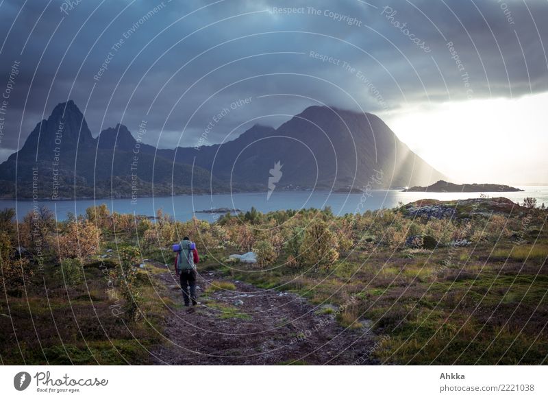 Threatening cloud wall, sun, hiker, fjord, autumn, Lofoten Young man Youth (Young adults) Clouds Sunrise Sunset Autumn Climate Climate change Bad weather Storm