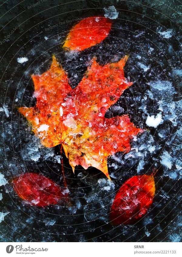 Autumn Leaves In Ice Nature Plant Leaf Freeze Red cold fall Frost ice ice-covered icy maple orange Seasons seasonal wintry Exterior shot
