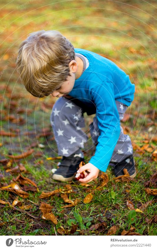 Child collects chestnuts Nature Autumn Boy (child) 3 - 8 years Exterior shot Autumnal Chestnut tree Environment Beautiful weather Infancy Playing amass