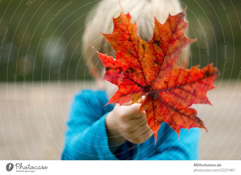 Child holds an autumn leaf Human being Masculine 1 3 - 8 years Infancy Environment Nature Autumn Leaf Autumn leaves To hold on Natural Red Joy Happy Transience