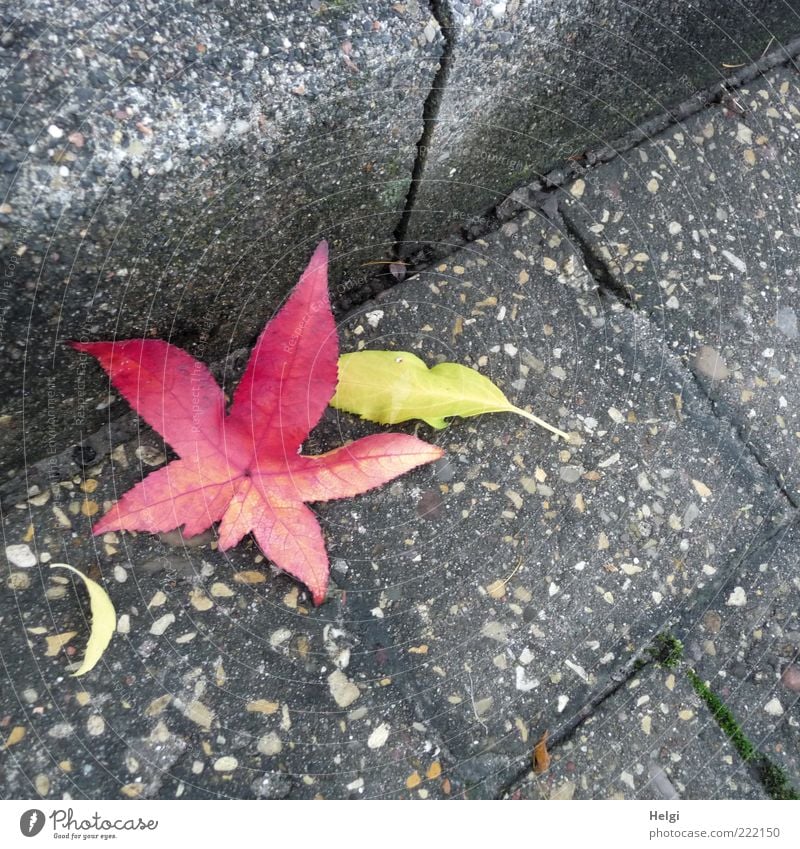 autumnal Environment Nature Plant Autumn Leaf Traffic infrastructure Street Old Lie To dry up Esthetic Sharp-edged Simple Beautiful Natural Gloomy Dry Yellow