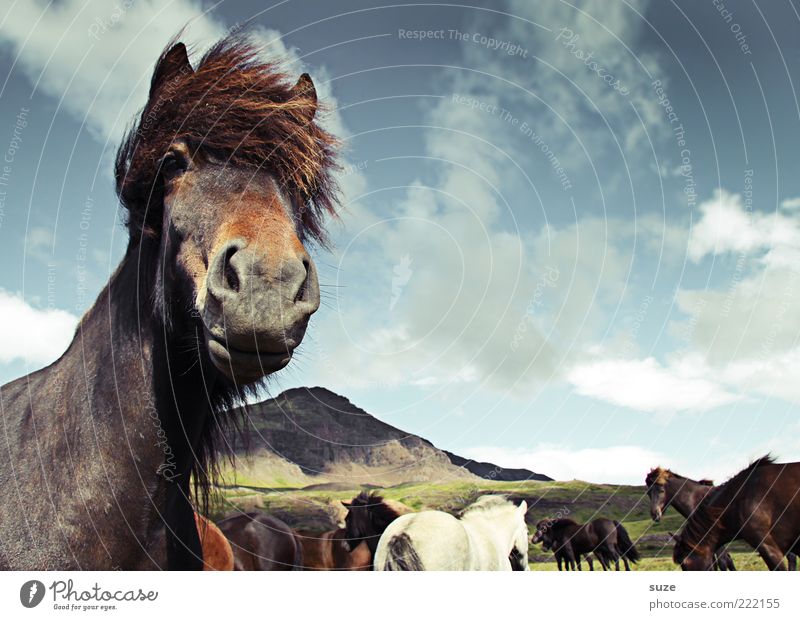 top model Mountain Nature Landscape Animal Sky Clouds Wind Farm animal Wild animal Horse Animal face 1 Herd Stand Wait Esthetic Friendliness Natural Moody Mane