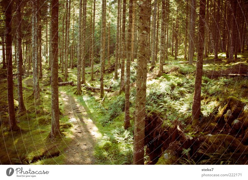 Hensel seeks Gretel Sunlight Moss Forest Brown Green Loneliness Calm Scotland Lanes & trails Primordial Coniferous forest Subdued colour Exterior shot Deserted