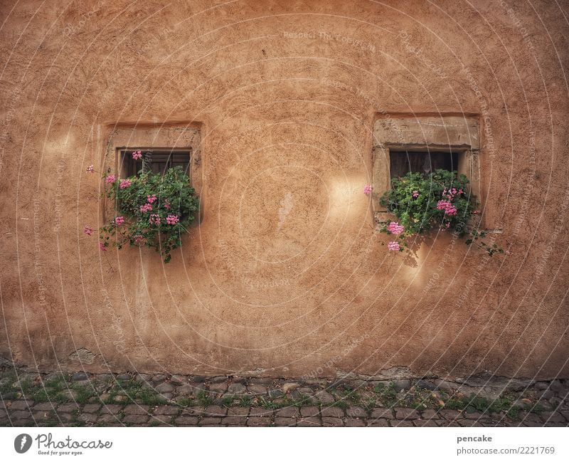 square root of two Plant Old town House (Residential Structure) Architecture Facade Window Contentment Idyll Tradition Town Past Transience Square Geranium