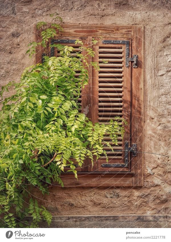 just stay down for a while Plant Tree Village Old town Facade Window Shutter Closed Foliage plant Sleep Alsace Calm Colour photo Exterior shot Detail Pattern