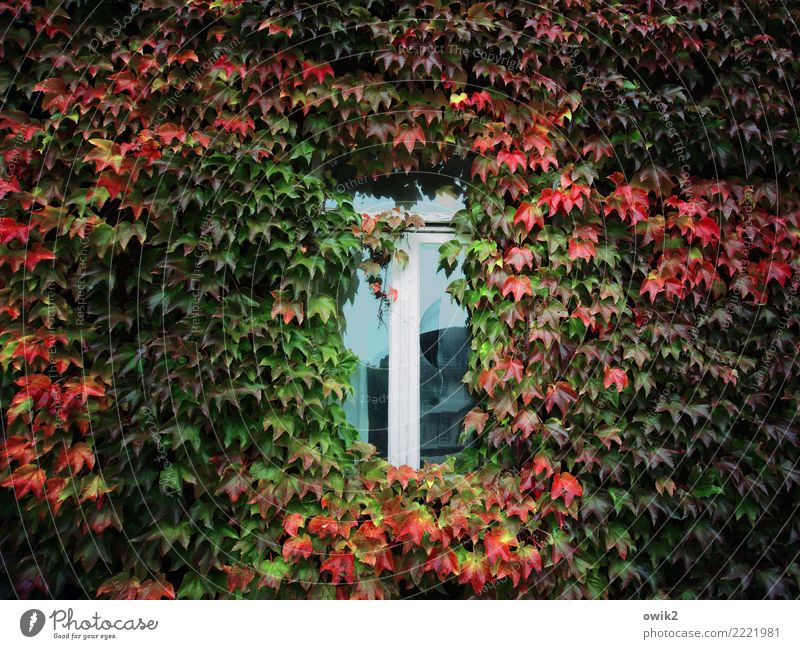 thermal insulation Autumn Beautiful weather Leaf Agricultural crop Ivy Tendril Creeper House (Residential Structure) Building Facade Window Wood Glass Growth