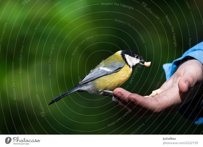 Great tit sits on a hand with food Tit mouse Feeding Bird Flying Animal Songbirds Beak Feather Winter Nature Hand Landing Wild animal wildlife