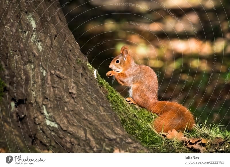 little squirrel in the forest Squirrel Wild animal Sweet Cute Animal Small Tails Rodent Mammal wildlife oak catkin Brown Pelt Autumn Forest Beautiful Nature