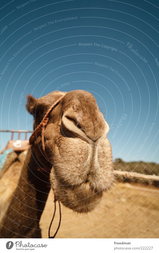 dromedary radar Summer Beautiful weather Animal Farm animal Animal face 1 Smiling Wait Friendliness Funny Dry Dependability Serene Calm Endurance Modest Refrain