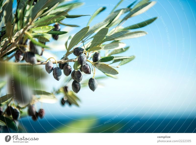 Olive tree at the Mediterranean Sea Food Cooking oil Olive oil Nutrition Organic produce Italian Food Healthy Healthy Eating Wellness Harmonious Meditation