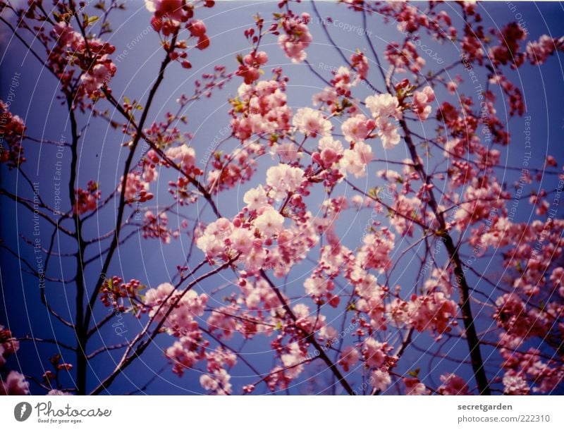 Give the snow a pink contra! Summer Environment Nature Plant Sky Cloudless sky Spring Beautiful weather Blossom Blossoming Fragrance Blue Pink Spring fever