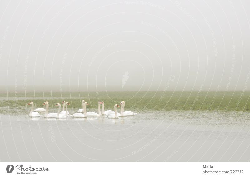 swanery Environment Nature Animal Weather Fog Pond Lake Wild animal Swan Group of animals Together Bright Natural Gray Green White Idyll Calm Dreary Gloomy