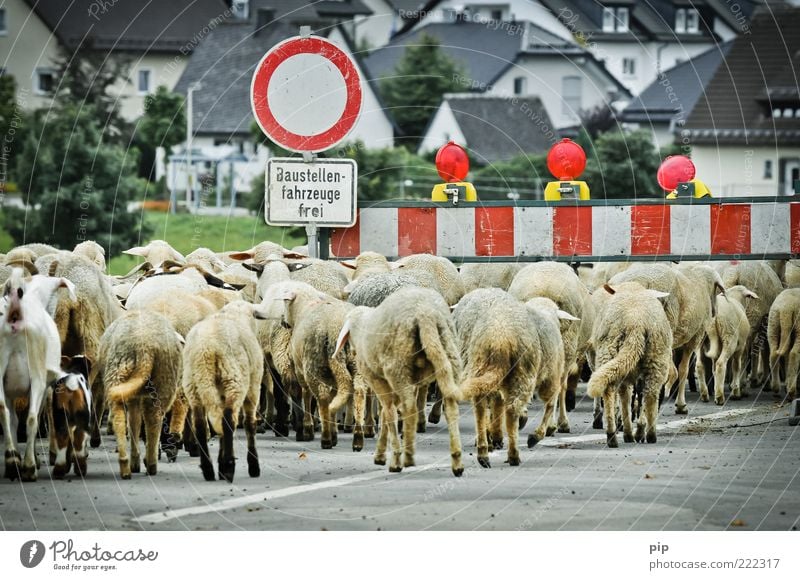 congestion on construction sites Small Town House (Residential Structure) Street Road sign Animal Farm animal Sheep Group of animals Herd Dirty Many Barrier