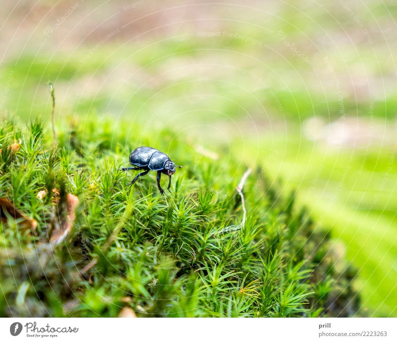 forest dung beetle Nature Plant Animal Moss Forest Beetle Dark Blue Anoplotrupes stercorosus Insect flat angle Habitat detail Dazzling Exterior shot Close-up