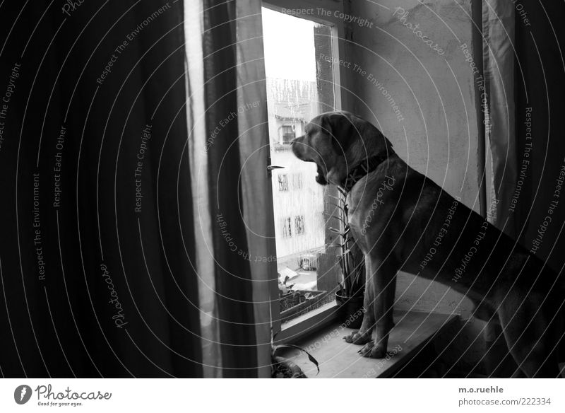 Bruno Animal Pet Dog 1 Observe Looking Guard Yawn Dog's head Dog's snout Puppydog eyes Watchfulness Wauwau Window board Window pane Black & white photo