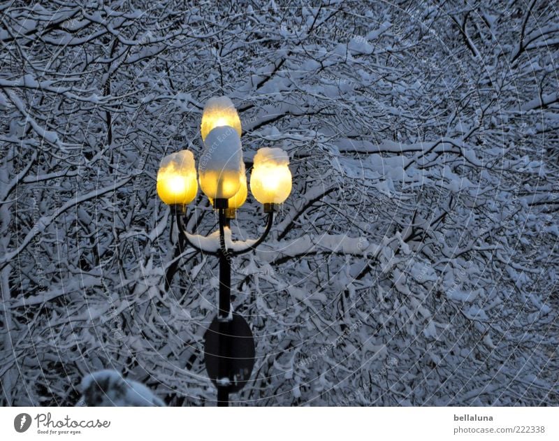 I bring light into the darkness! Nature Winter Ice Frost Snow Tree Cold Lantern Lamp Colour photo Subdued colour Exterior shot Evening Twilight Night Deserted