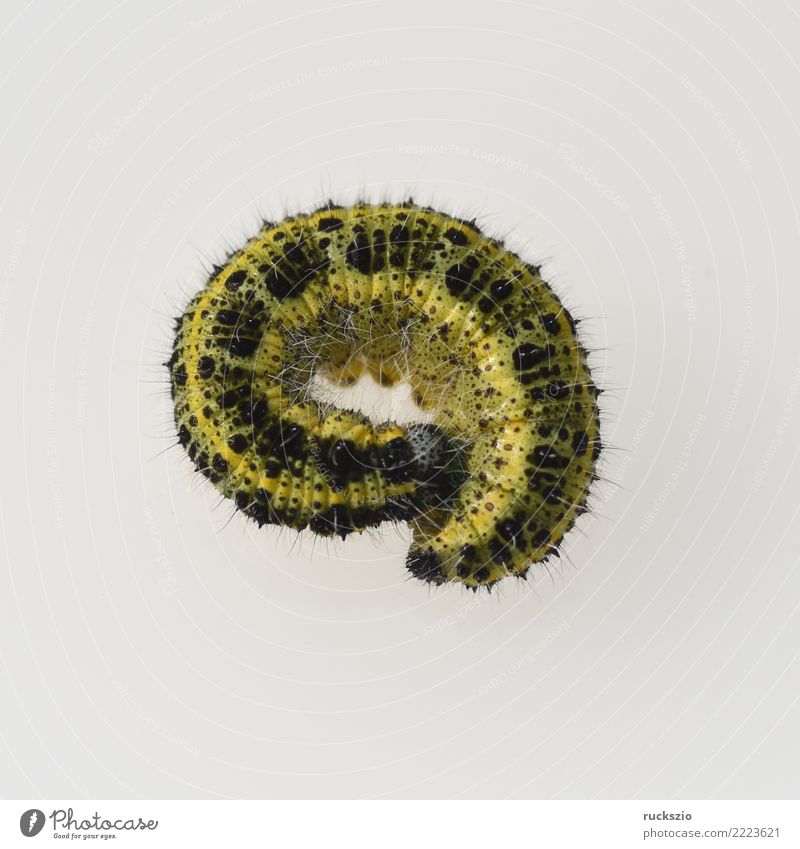 Caterpillars, large brooch, pieris, brassicae Animal Wild animal Butterfly Authentic Brown Yellow White caterpillars Cabbage white butterfly Pieris cabbages