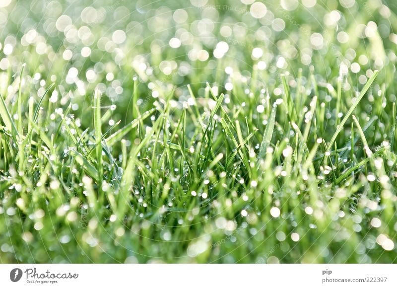 tau(send)pearls Environment Nature Plant Water Drops of water Beautiful weather Grass Lawn Fresh Bright Wet Green Bizarre Dew Morning Damp Reflection