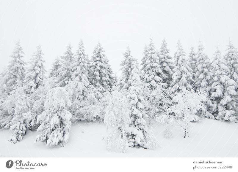 Snow for everyone!!! Vacation & Travel Winter Winter vacation Mountain Nature Landscape Ice Frost Tree Bright White Fir tree Coniferous forest Black Forest