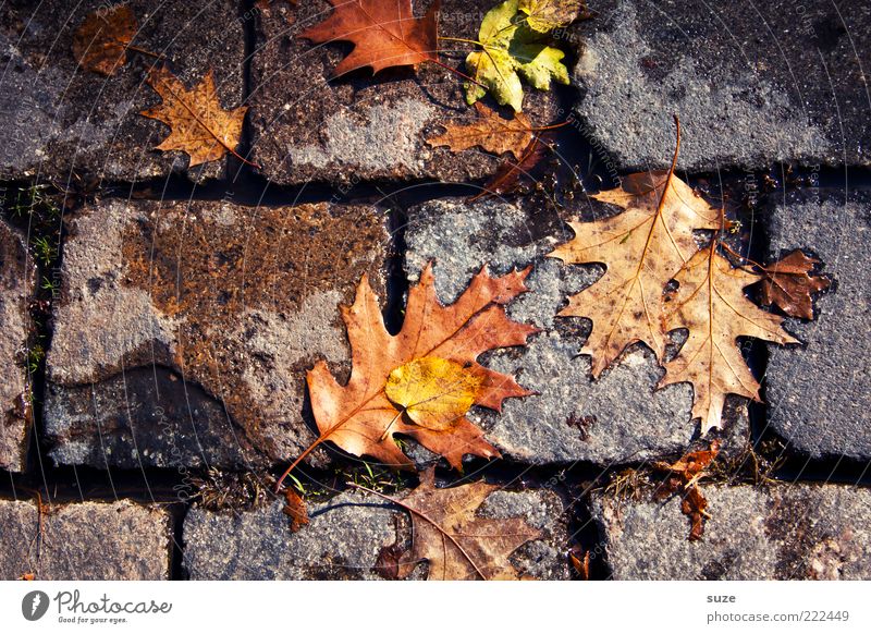kick resistance Environment Nature Autumn Leaf Lanes & trails Old Authentic Dirty Emotions Autumn leaves Autumnal Seasons Colouring Floor covering Pavement