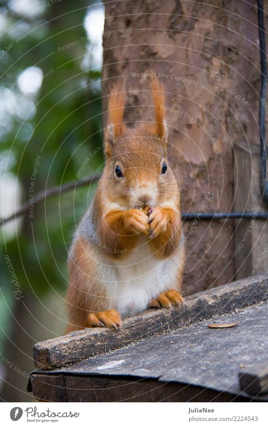 Squirrels eating Wild animal Cute Animal Small Tails Rodent Mammal wildlife Brown Pelt Autumn Forest Beautiful Nature Natural Ear Paw Tree Tree trunk Wood Sit