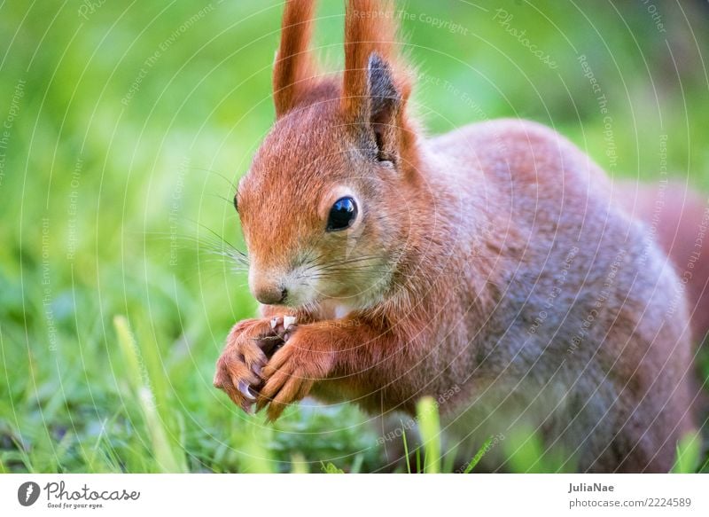 little squirrel eats a nut in the grass Squirrel Wild animal Beautiful Cute Animal Small Tails Rodent Mammal wildlife Brown Pelt Autumn Forest Nature Natural