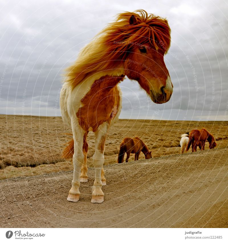 Iceland Environment Nature Landscape Sky Clouds Wind Street Lanes & trails Looking Stand Wait Friendliness Natural Curiosity Beautiful Brown Moody Iceland Pony