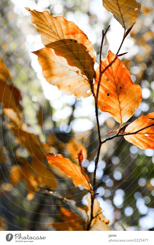 autumn III Plant Autumn Beautiful weather Tree Leaf Forest Fresh Healthy Bright Natural Brown Orange Red Serene Calm Nature Beech tree Colour photo
