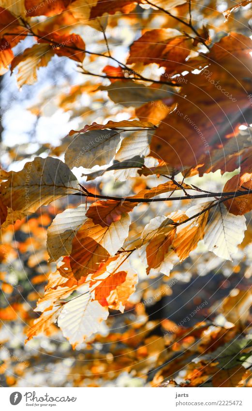 a piece from autumn I Nature Plant Sunlight Autumn Beautiful weather Tree Leaf Forest Natural Brown Orange Red White Serene Calm Change Colour photo