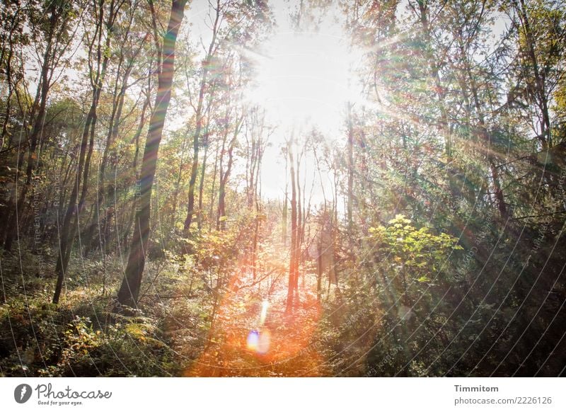 Forest, autumnal. Environment Nature Plant Sky Sun Sunlight Autumn Beautiful weather Tree Bright Natural Brown Green Orange Lens flare Radial Colour photo