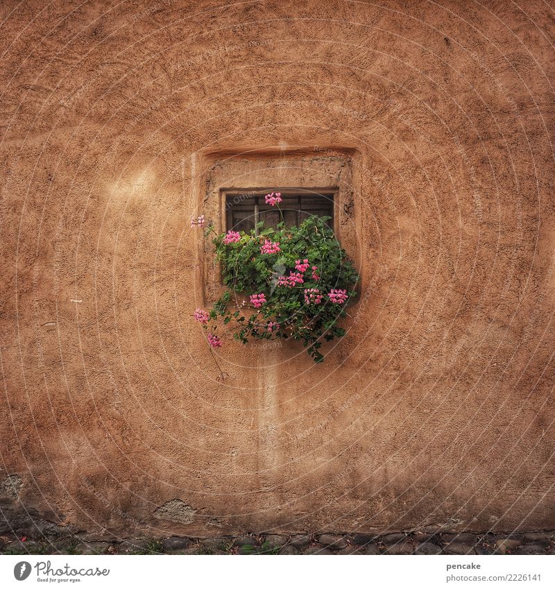 square root Plant Flower Old town House (Residential Structure) Building Architecture Wall (barrier) Wall (building) Window Happiness Cute Retro Town Idyll