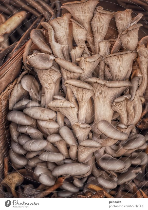 group photo Food Nutrition Authentic Uniqueness Delicious Mushroom Tree fungus Oyster mushroom Group photo Many Harvest Specialities Alsace Colour photo