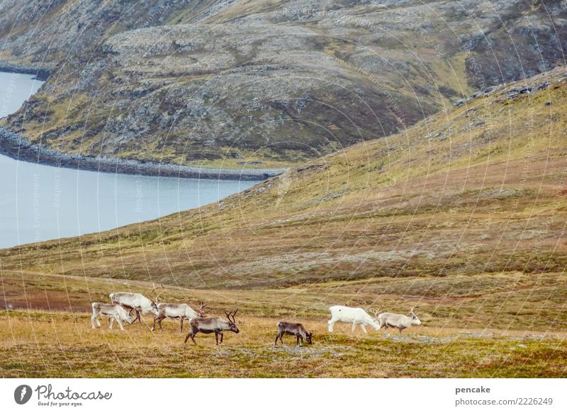 drift Nature Landscape Elements Earth Water Sky Autumn Hill Rock Mountain Coast Fjord Wild animal Group of animals Herd Contentment Attachment Reindeer Norway