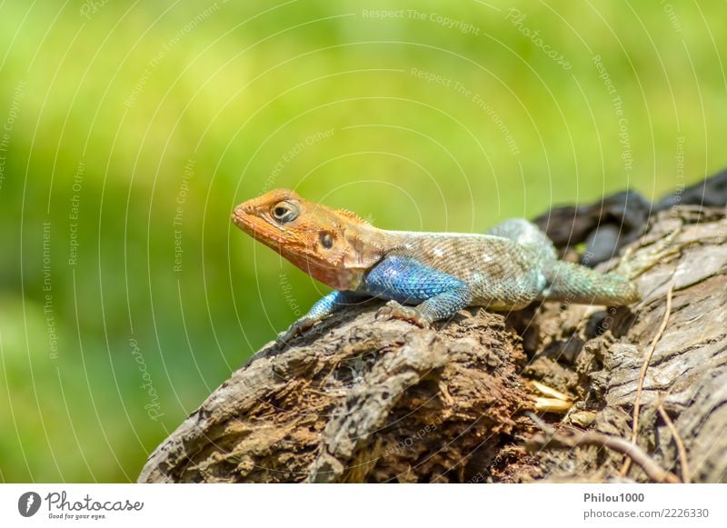 Lizard of all colors on a trunk in a garden Exotic Skin Nature Animal Leather Pet Dog Cat Snake Old Wild Green White Colour amphibian backdrop background