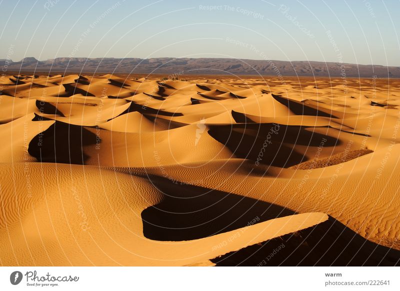 in the evening in the Sahara Far-off places Freedom Nature Landscape Sand Cloudless sky Beautiful weather Warmth Desert Dune Natural Brown Yellow Gold Caution