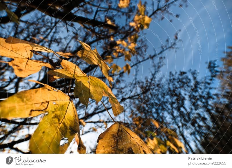 gone for good Environment Nature Plant Air Sky Autumn Weather Beautiful weather Tree Leaf Foliage plant Wild plant Natural Brown Yellow Maple tree Blue Decline