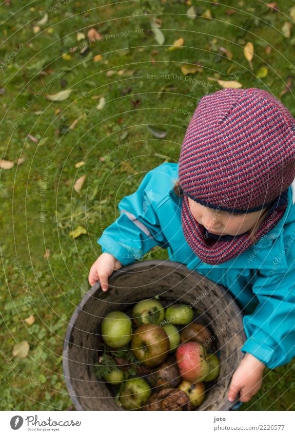 Collect apples Fruit Apple Organic produce Joy Healthy Eating Contentment Children's game Garden Study Toddler 1 - 3 years Autumn Leaf Meadow Cap Carrying Cute