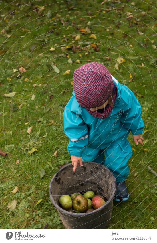 I'm helping Apple Playing Garden Parenting Study Gardening Child 1 - 3 years Toddler Nature Autumn Leaf Meadow Curiosity Cute Effort Discover