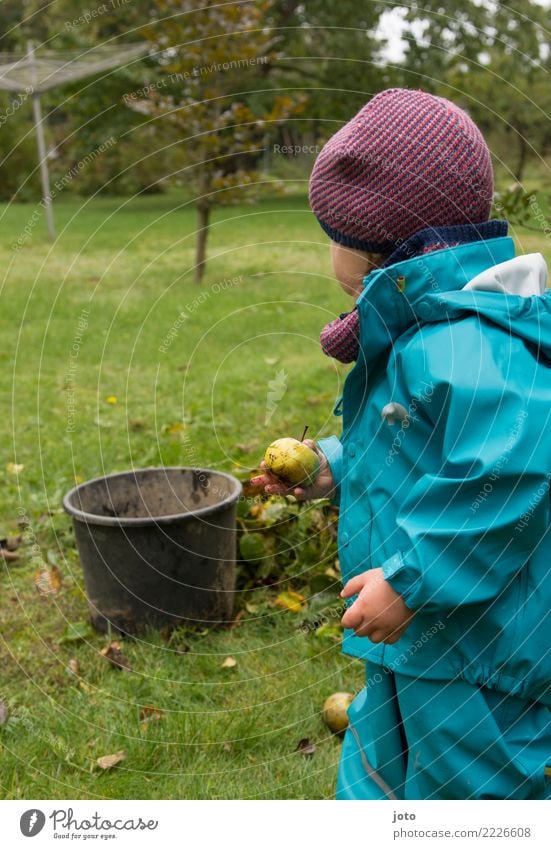 found another Fruit Apple Joy Leisure and hobbies Playing Garden Child Study Infancy 1 - 3 years Toddler Environment Nature Autumn Leaf Meadow Cap Observe Touch