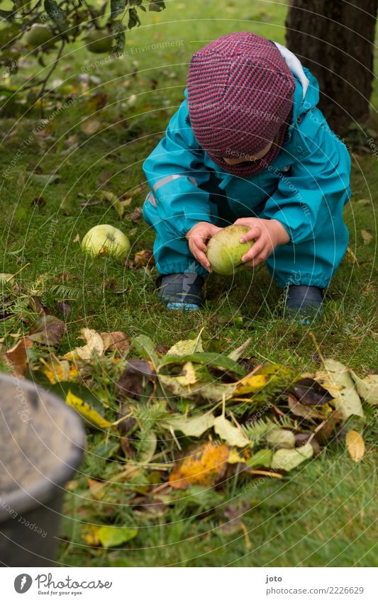 Apple examine Fruit Playing Garden Child 1 Human being 1 - 3 years Toddler Environment Nature Autumn Leaf Apple tree Meadow Rain pants Cap Observe Touch