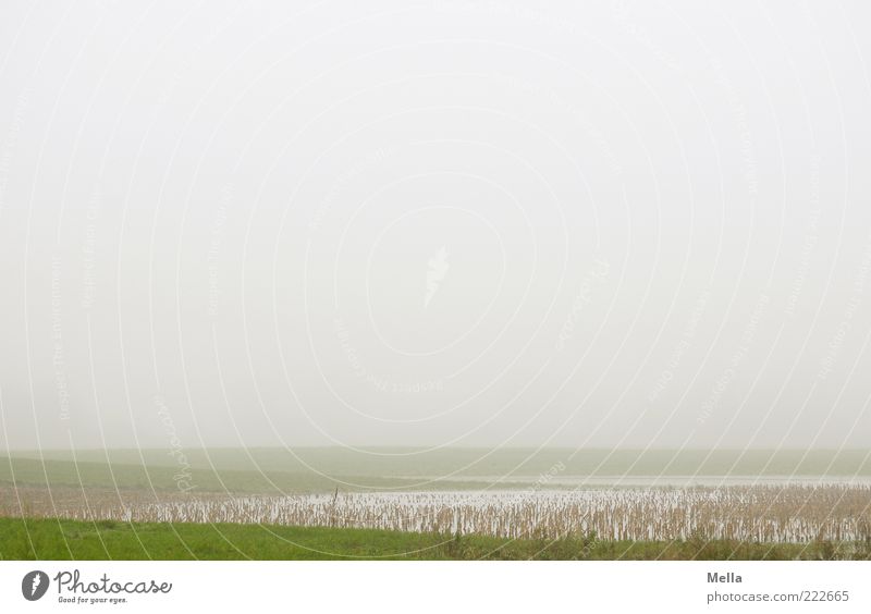Visibility below 100 m Environment Nature Landscape Climate Weather Fog Meadow Pond Lake Natural Gloomy Gray Green Loneliness Idyll Blade of grass Stalk Flat